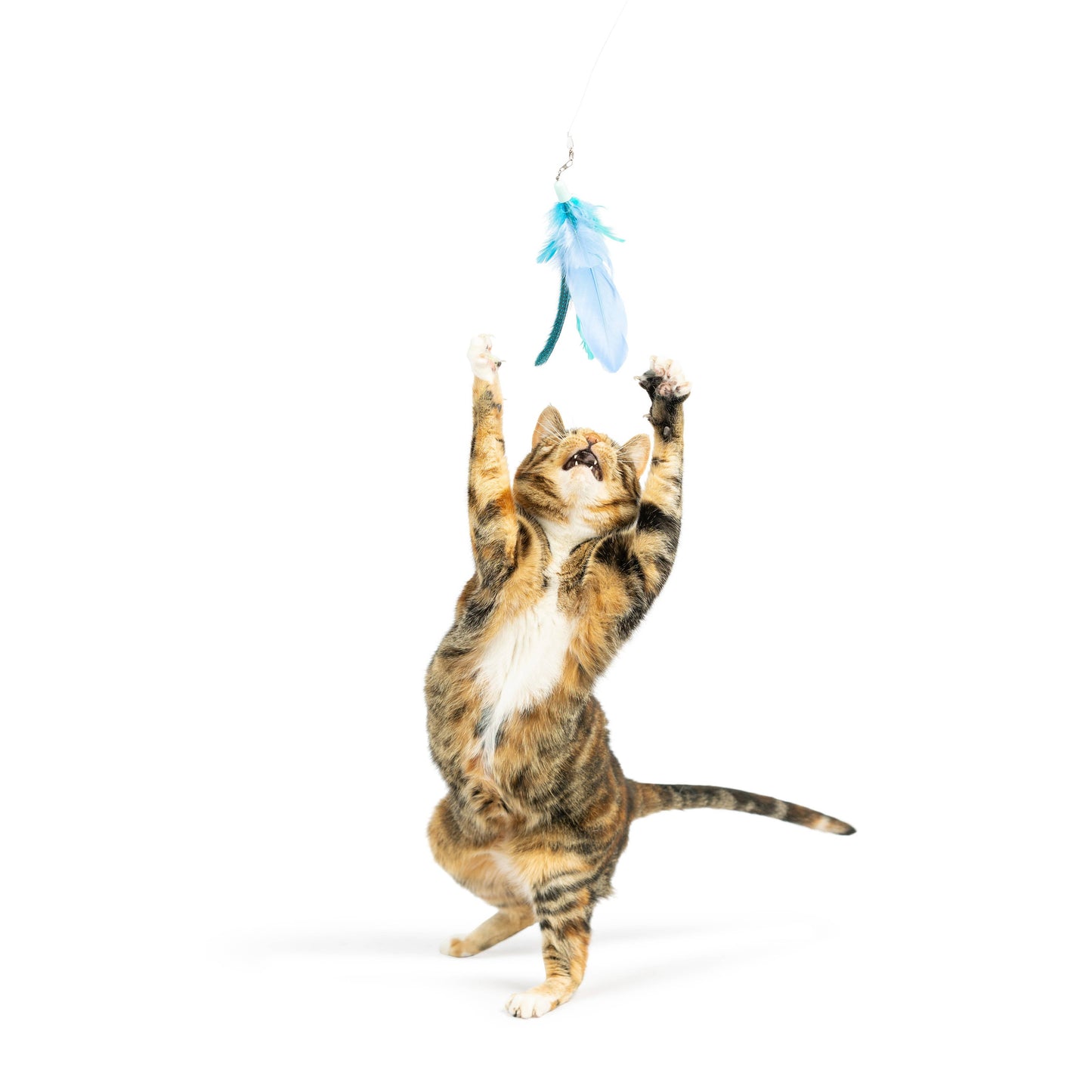 Teaser Kitty Loco Cat Wand