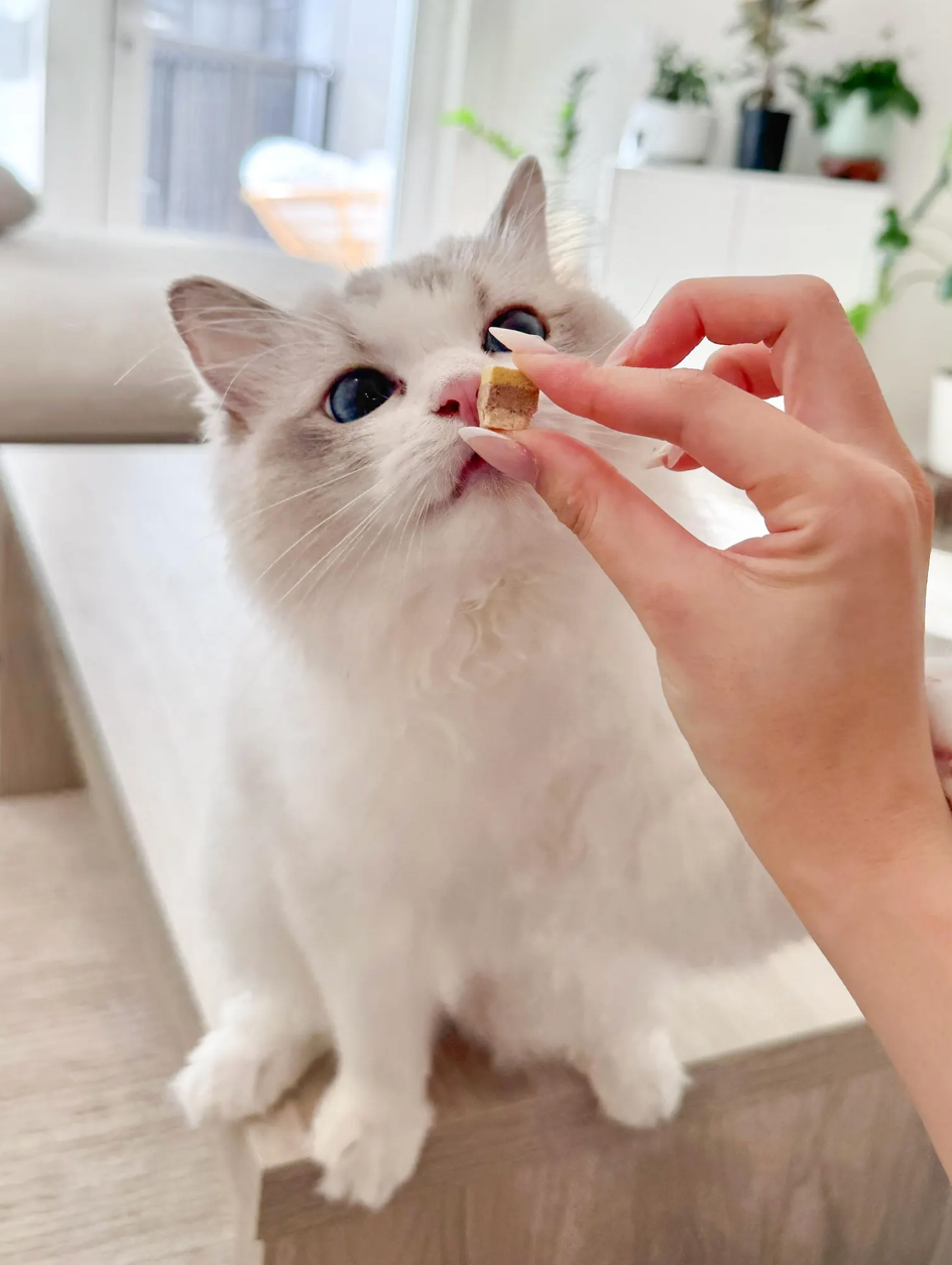 Freeze Dried Duck Cake Cube Treats for Cats & Dogs 50g