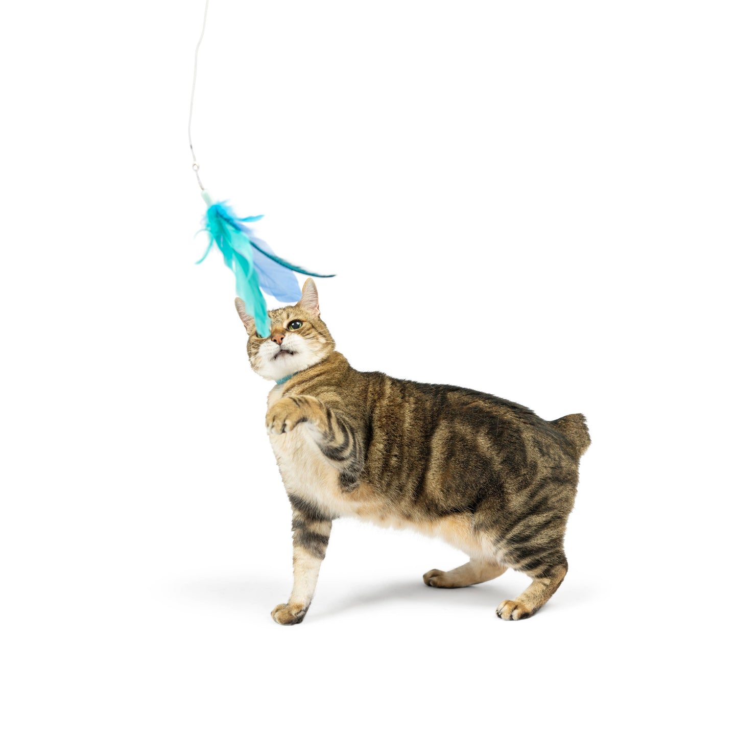 Teaser Kitty Loco Cat Wand