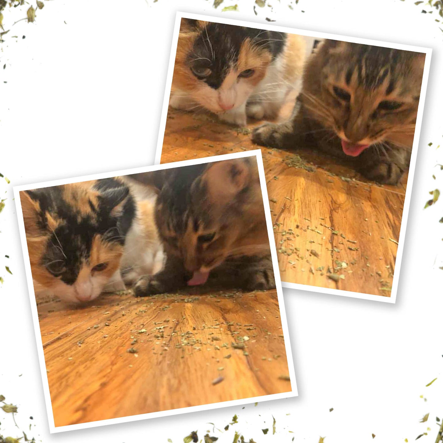 Meowijuana Kalico Kush - Valerian Root and Catnip Blend