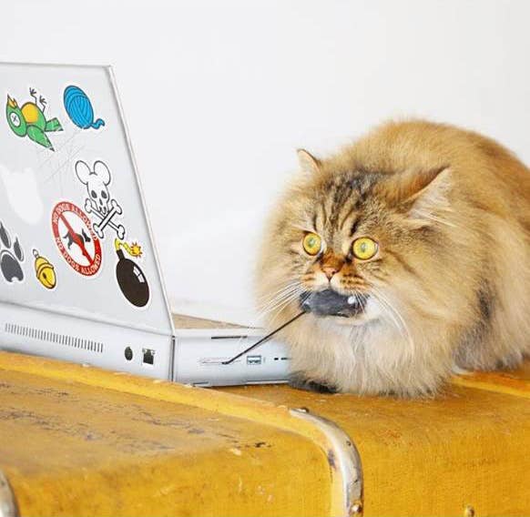 Cat Laptop Scratcher