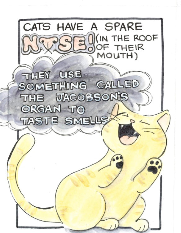 Cats Are Weird zine
