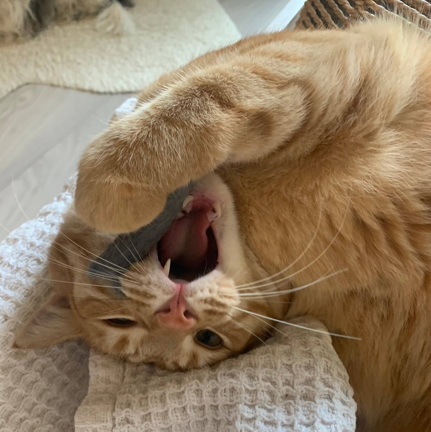 Organic Catnip Infused Wool Sardines