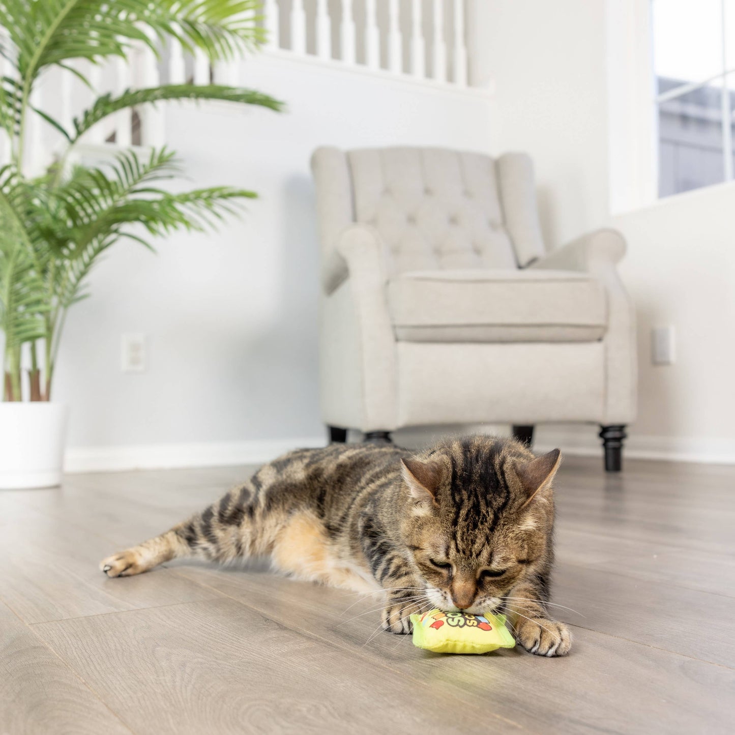 Huxley & Kent - Sour Scratch Kats Cat Toy