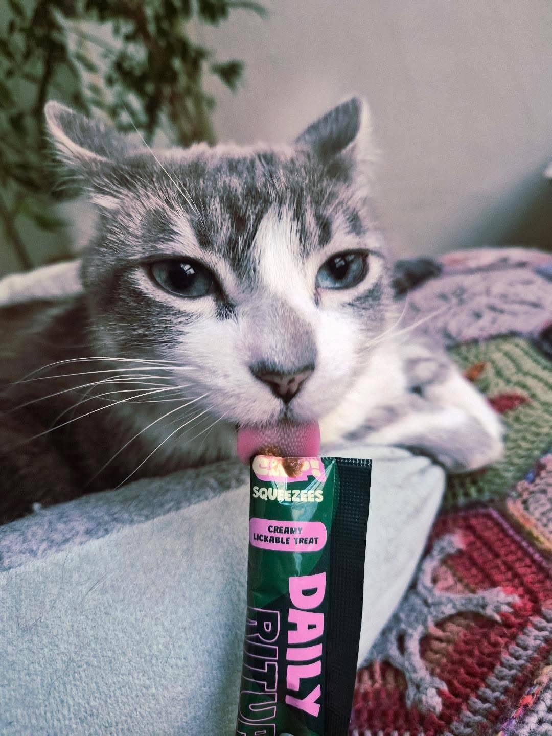 HOLY CAP Squeezees (CAT) Daily Ritual Lickable Treats, 5pc