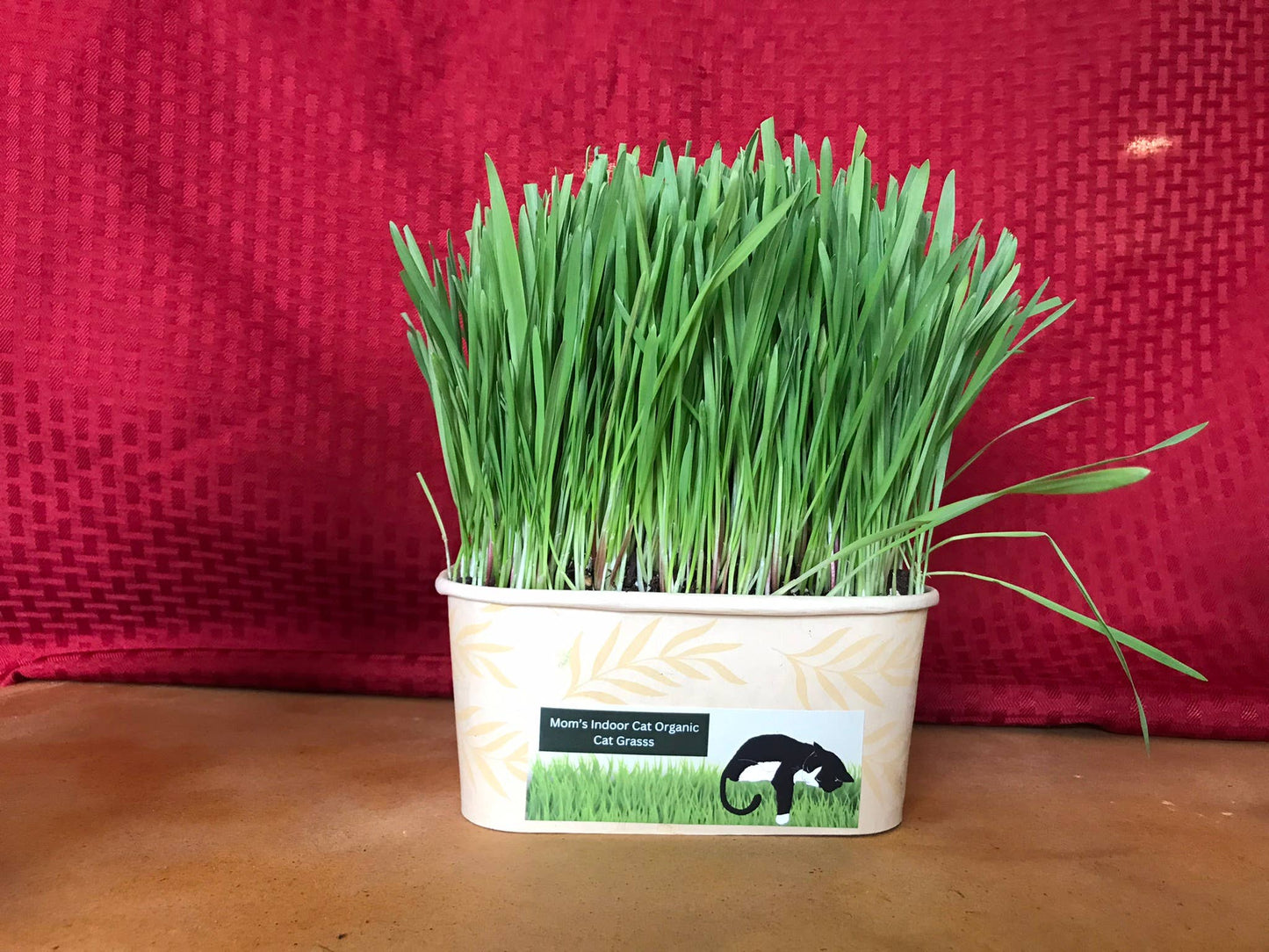 Compostable Cat Grass Bowl