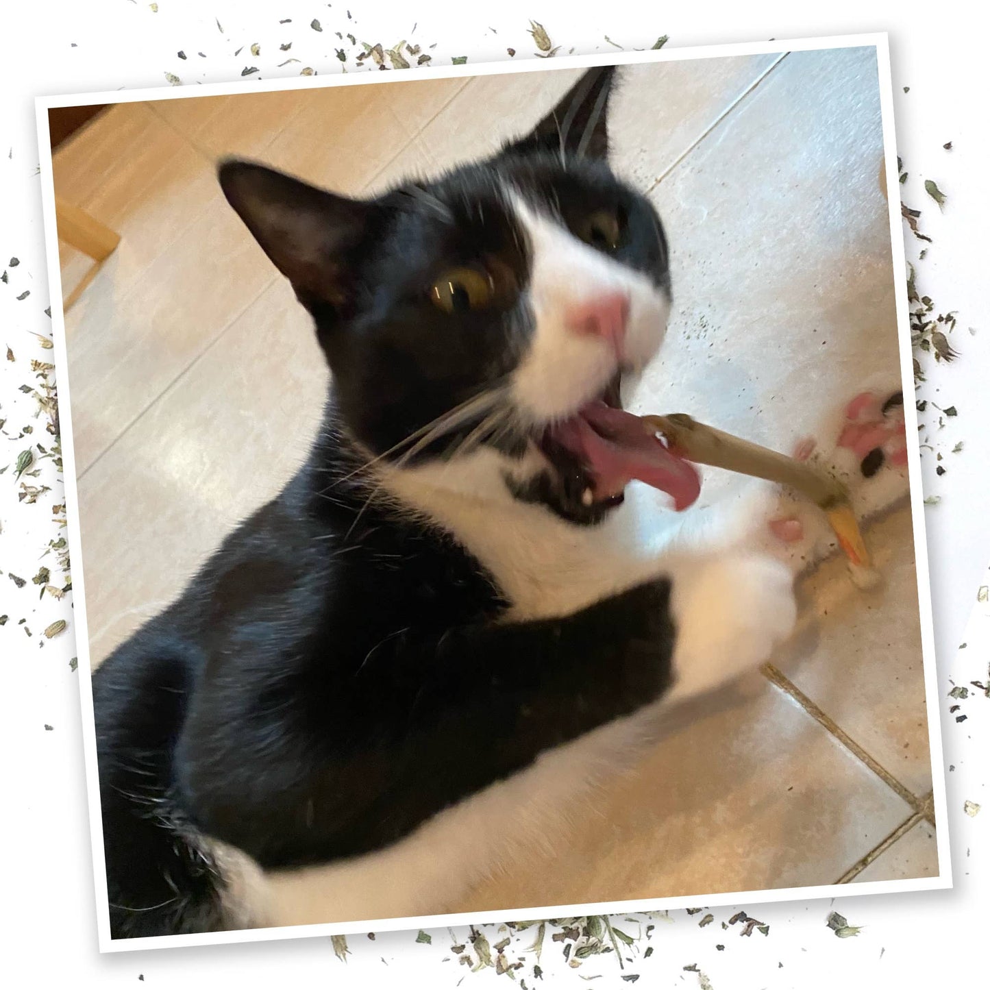 Catnip Rollies, Catnibas Joints