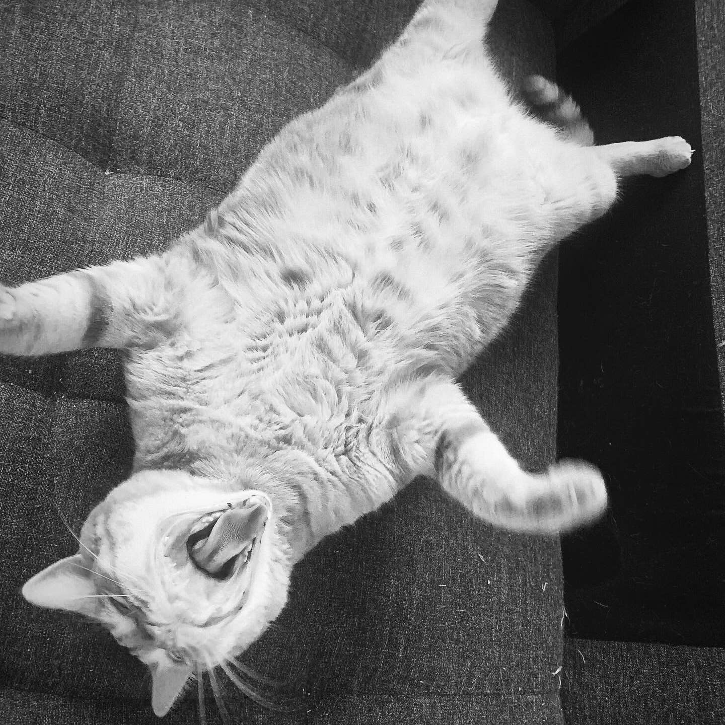 Ciao Gatto Cat Market - Winnifred’s Wild Weed Organic Catnip Cat Kicker 