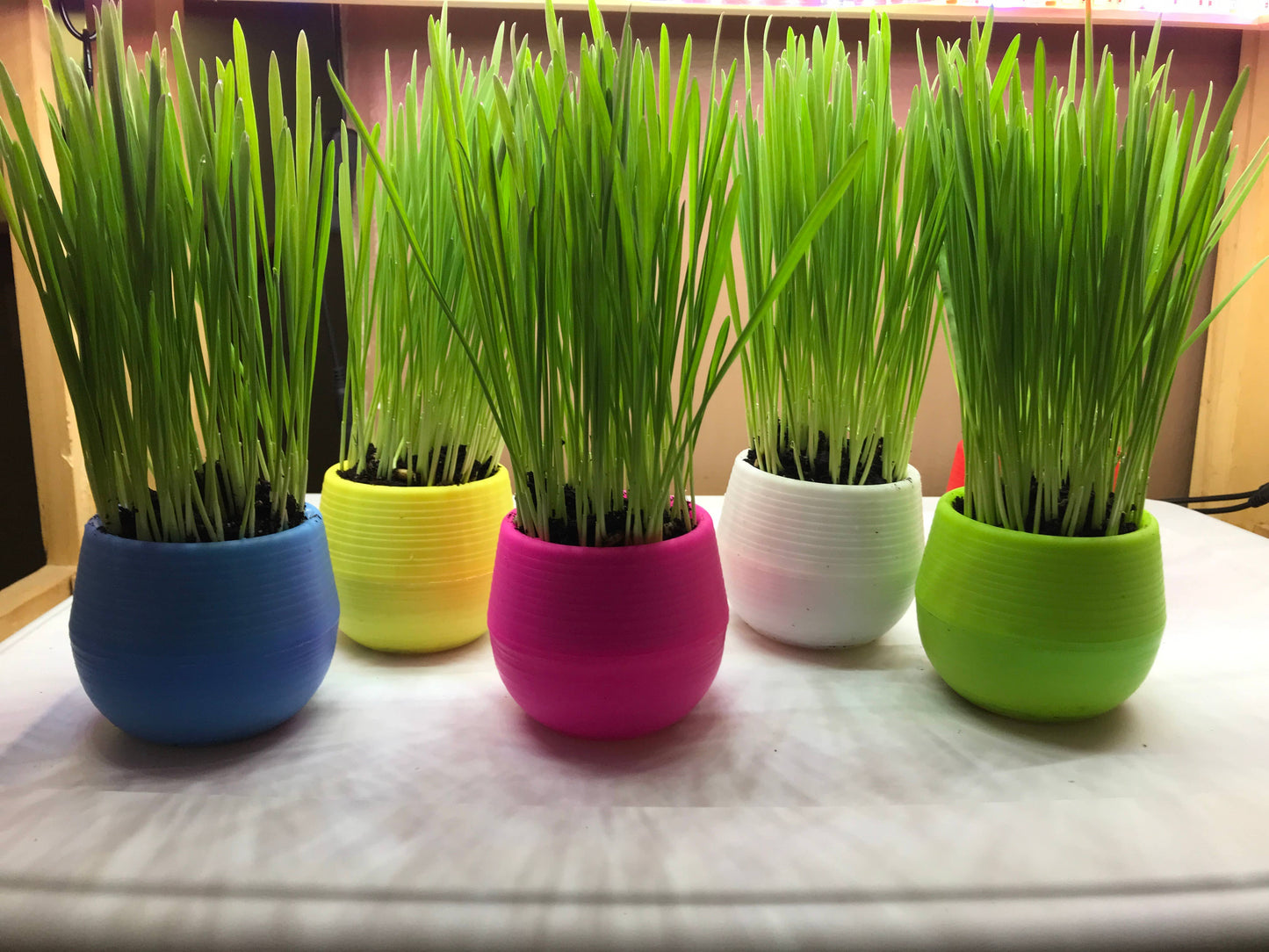 Cat Grass Garden