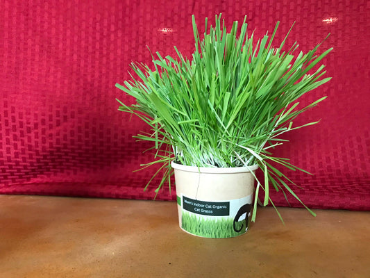 Compostable Cat Grass Cup
