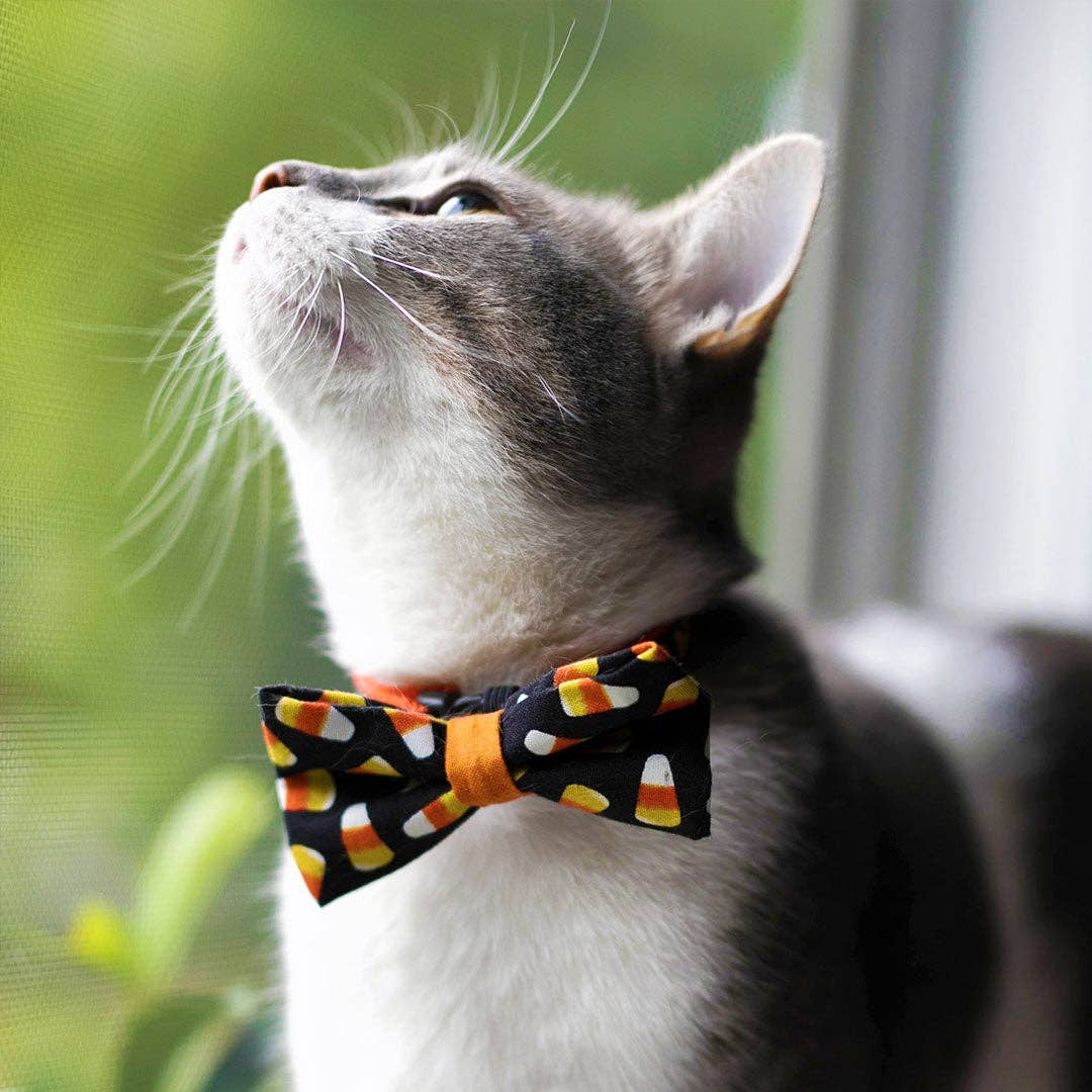 "Trick or Treat" Halloween Bow Tie for Cats