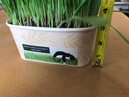 Compostable Cat Grass Bowl
