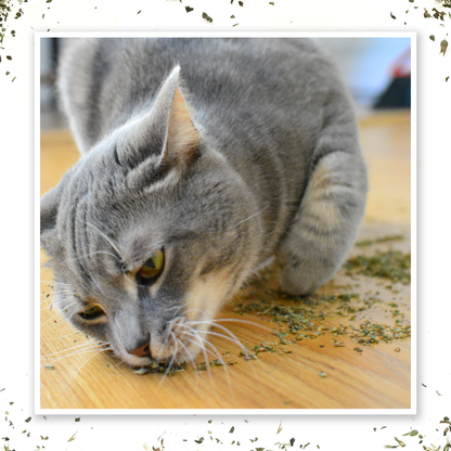 Purrple Passion - Silvervine and Catnip Blend