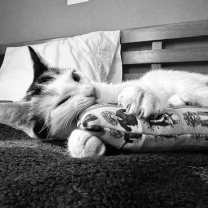 Ciao Gatto Cat Market - Winnifred’s Wild Weed Organic Catnip Cat Kicker 