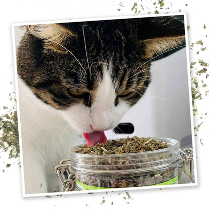 Meowijuana® Jar of Catnibas® Catnip Pawty Mix