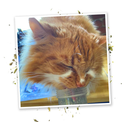 Meowijuana Kalico Kush - Valerian Root and Catnip Blend