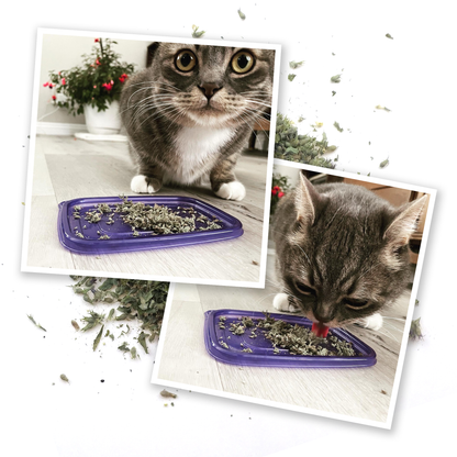 Meowi-Waui - Ground Catnip and Catnip Buds
