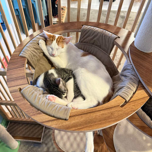Two cats sleeping comfortably inside a round wooden cat tree bed with plush cushioning, set in a retail store environment.