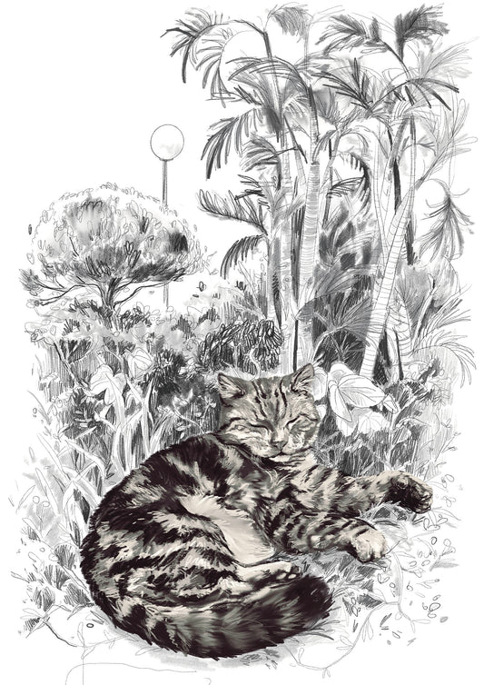 Not My Cat by Amanda Lo