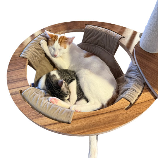 Murphy and Peanut (two kittens) snuggling in a cat tree.