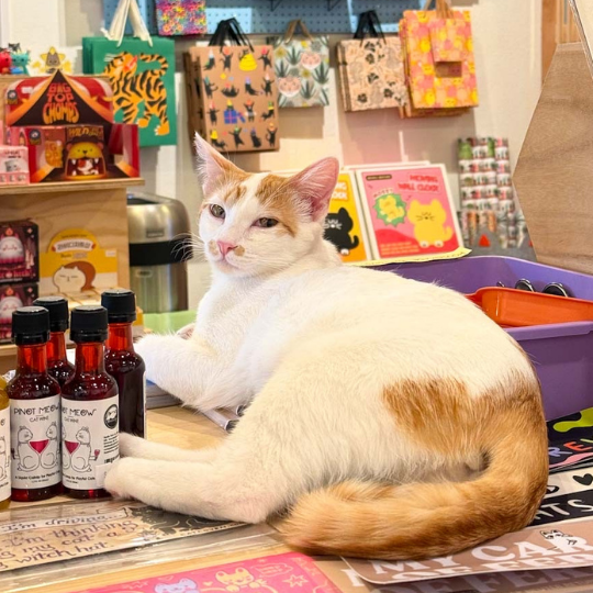 A white and orange cat lies on a table in a colorful shop setting, with three small dark bottles in front of it and shelves and bags in the background.