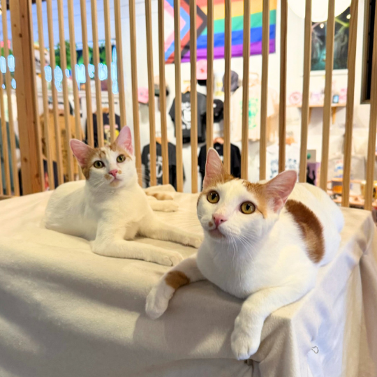Two white and orange tabby cats lying on a white blanket inside a wooden cat enclosure at a pet shop.