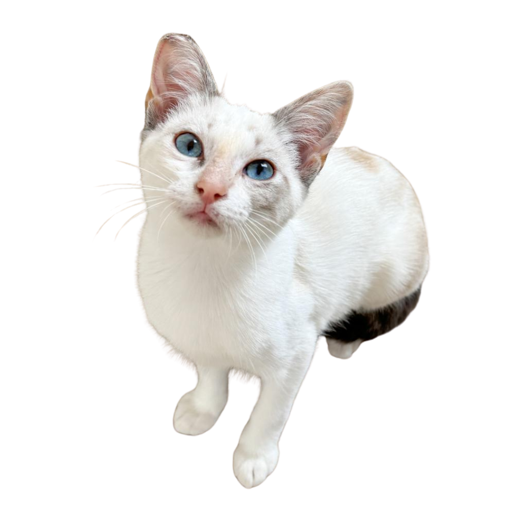 Events – Cool Cat Collective