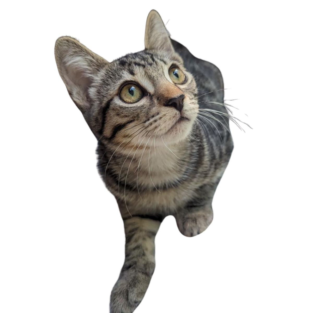 Events – Cool Cat Collective