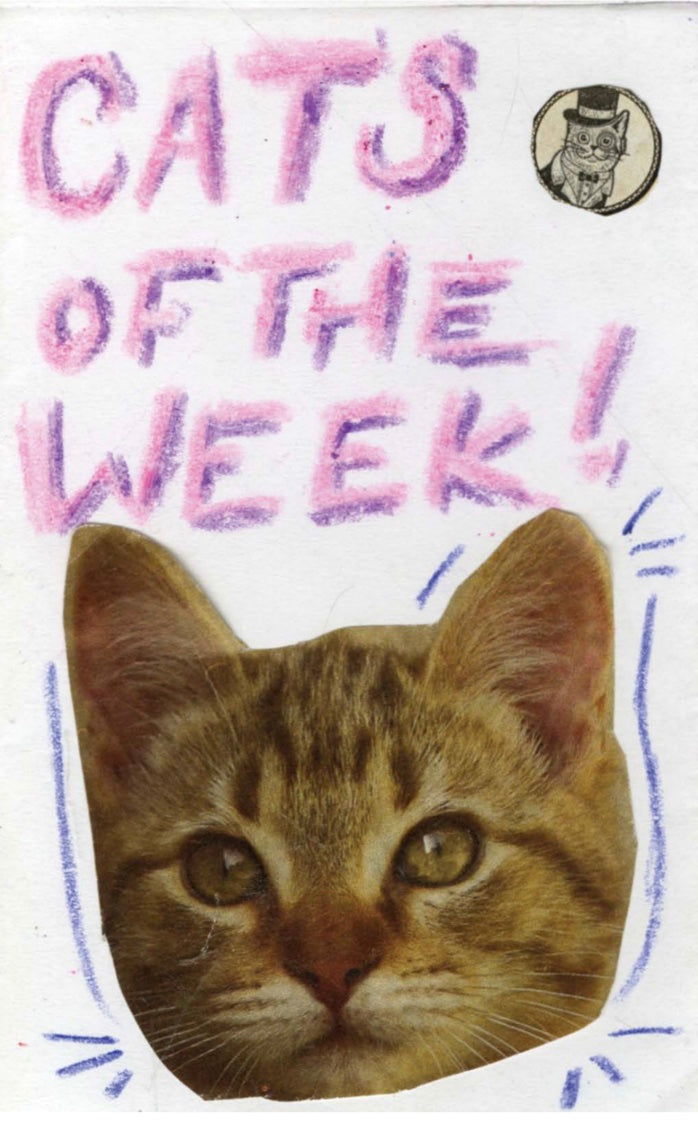 Cats Of The Week zine