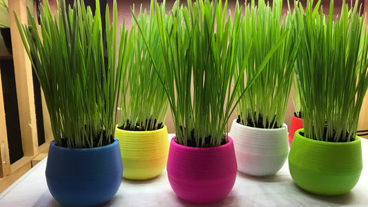 Mom’s Indoor Cat - Cat Grass Ball