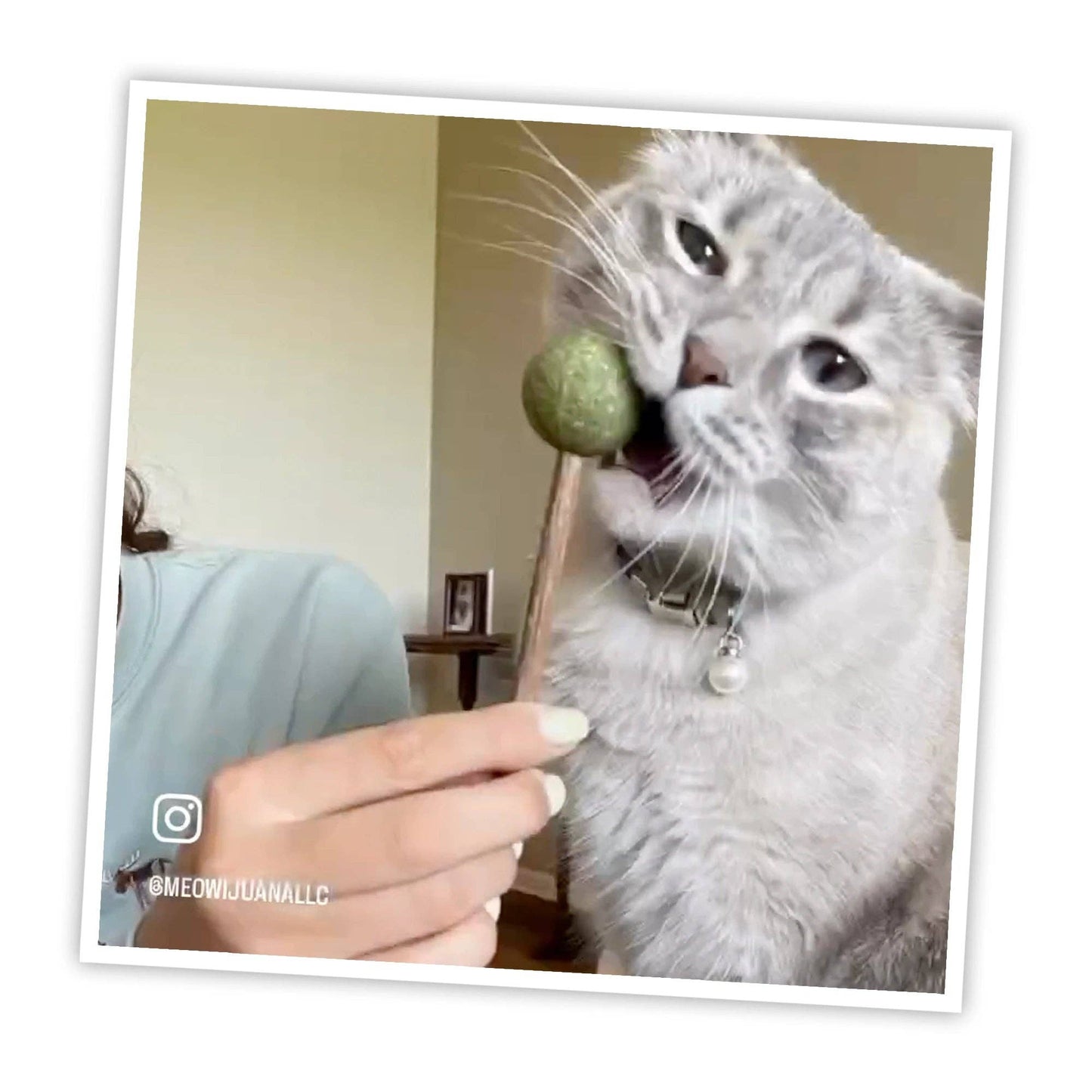 Meowijuana Lollies - Silvervine Sticks With Catnip