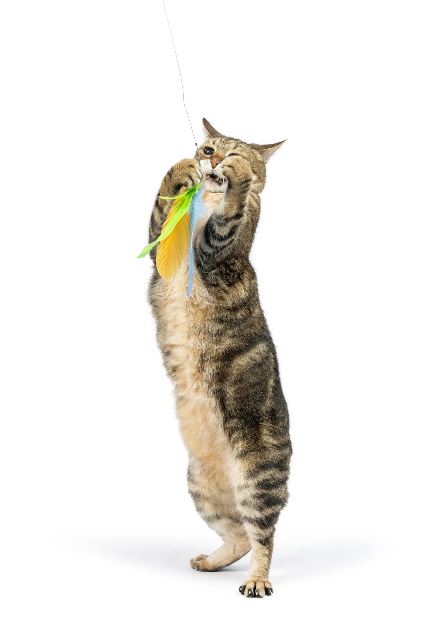 Huxley & Kent - Teaser Sour Scratch Wand Cat Toy