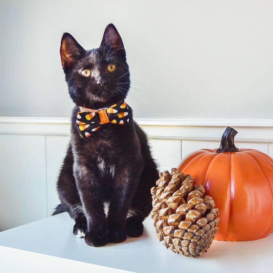 "Trick or Treat" Halloween Bow Tie for Cats