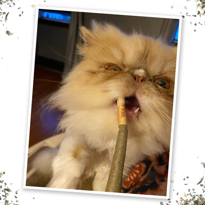 Catnip Rollies, Catnibas Joints