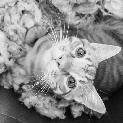 Ciao Gatto Cat Market - Winnifred’s Wild Weed Organic Catnip Cat Kicker 