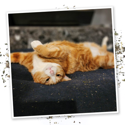 Mice Dreams - Passion Flower, Lavender, and Catnip Blend