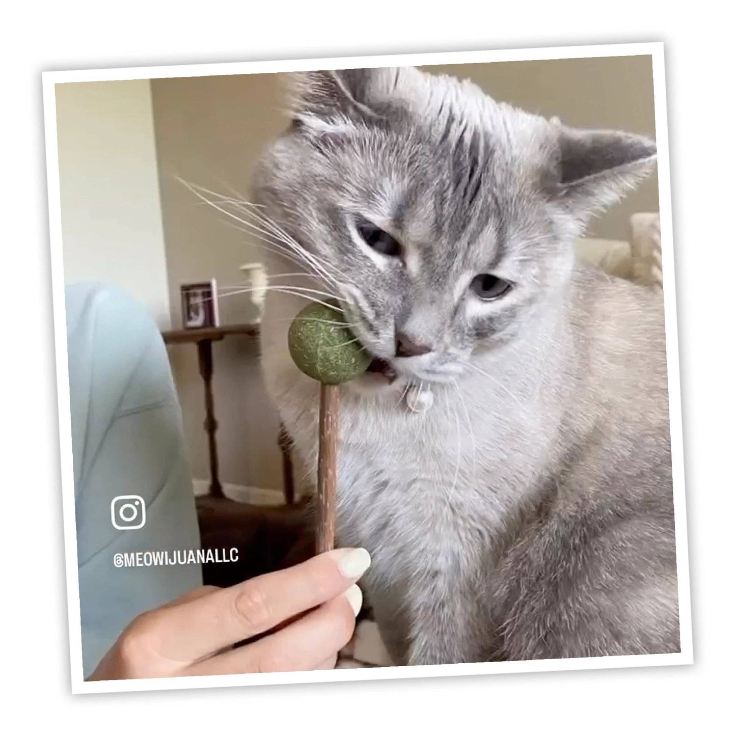 Meowijuana Lollies - Silvervine Sticks With Catnip