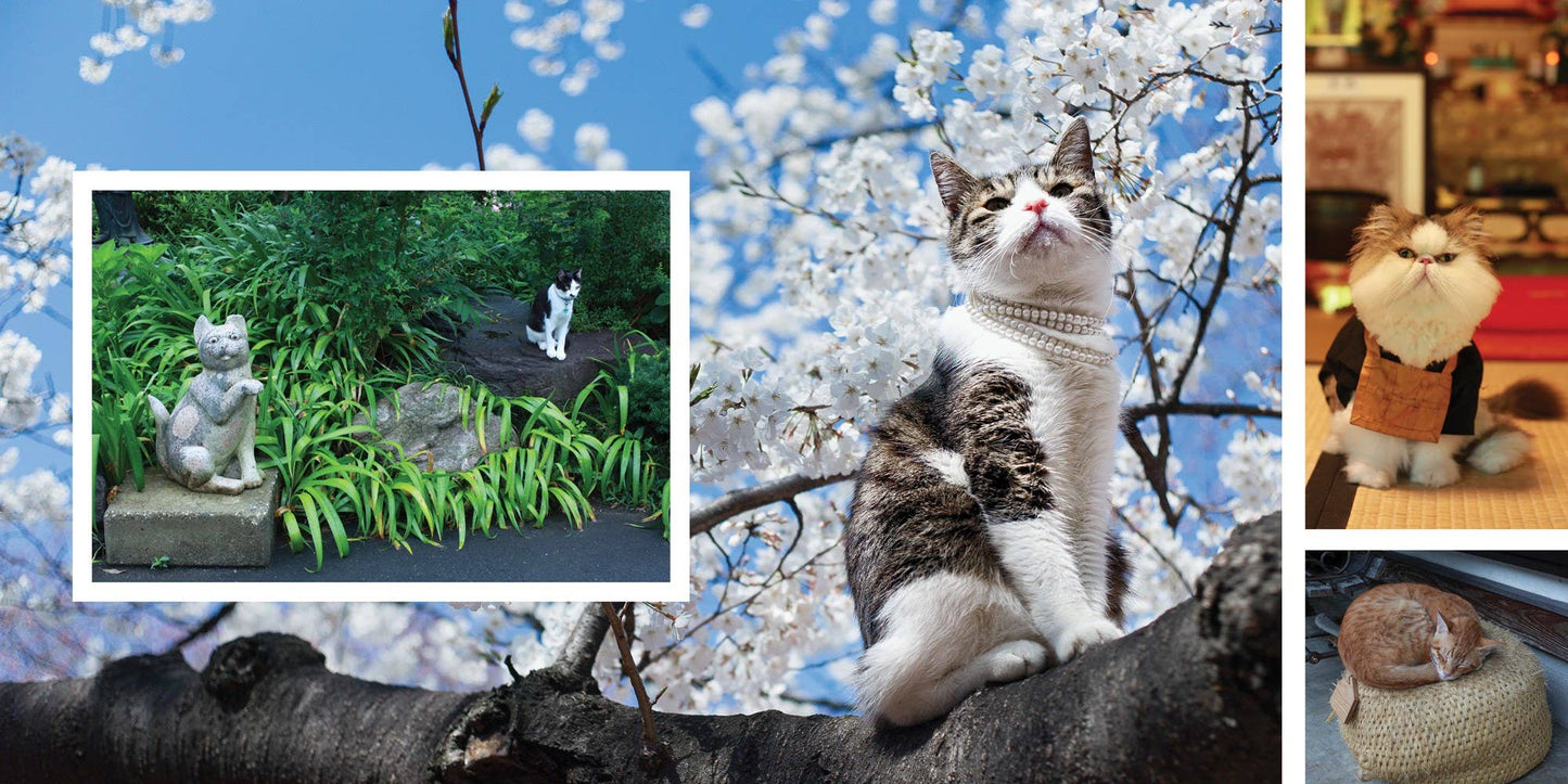 Catland: The Soft Power of Cat Culture in Japan