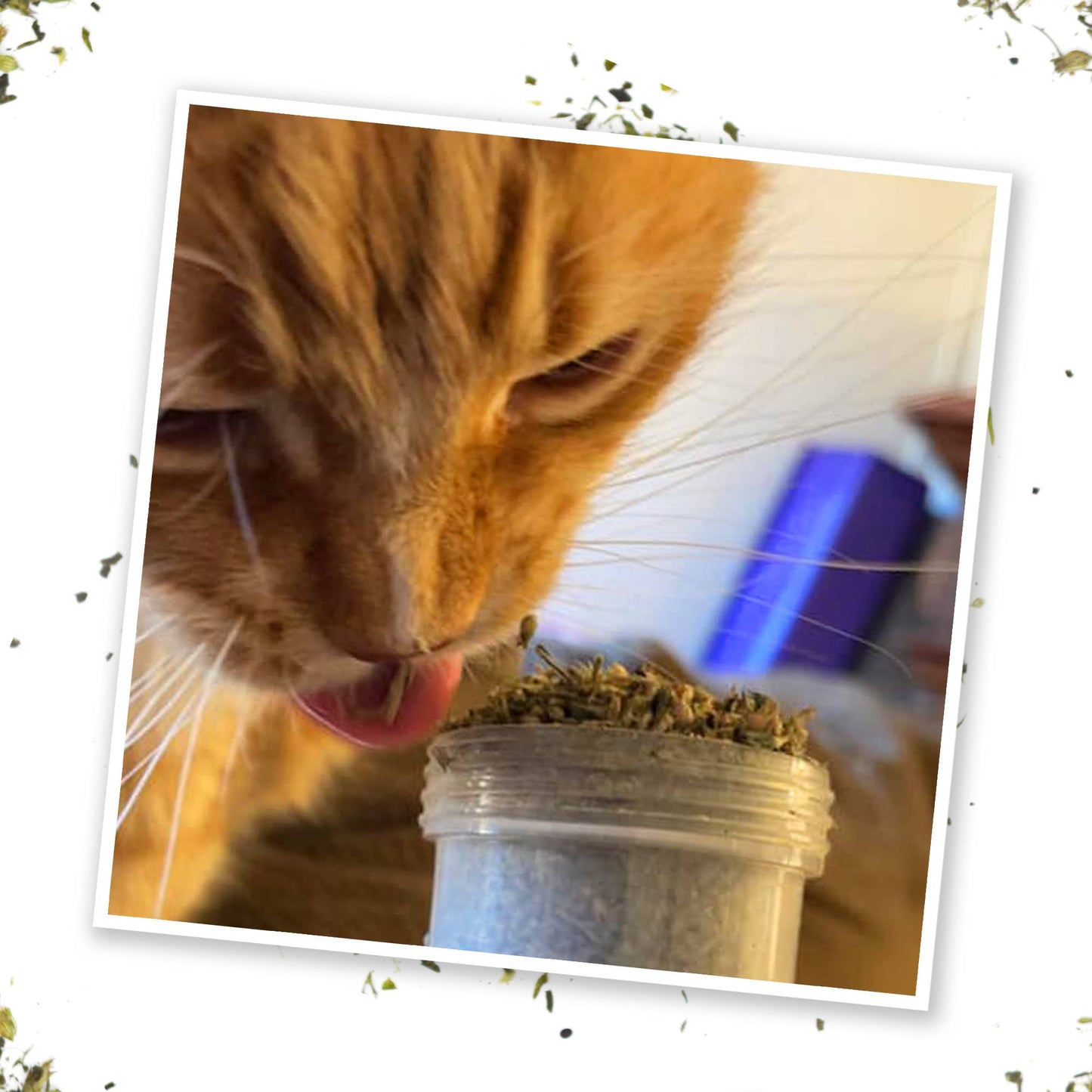 Meowijuana Kalico Kush - Valerian Root and Catnip Blend
