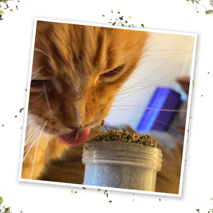 Meowijuana Kalico Kush - Valerian Root and Catnip Blend