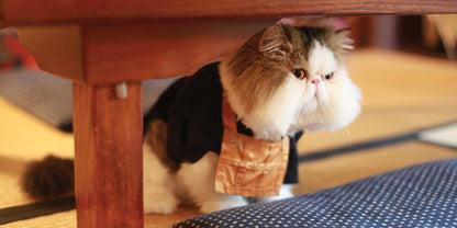 Catland: The Soft Power of Cat Culture in Japan